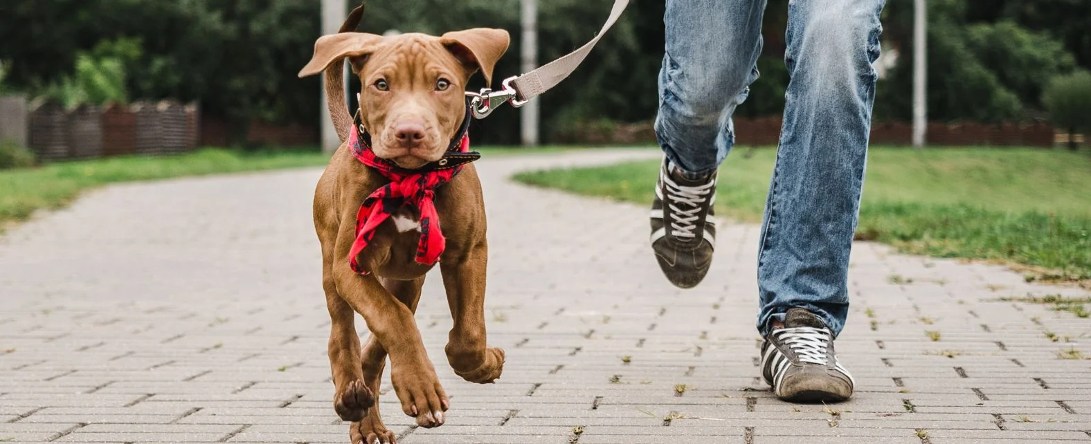 Ballade d'un chien pour qu'il evite de faire pipi dans la maison