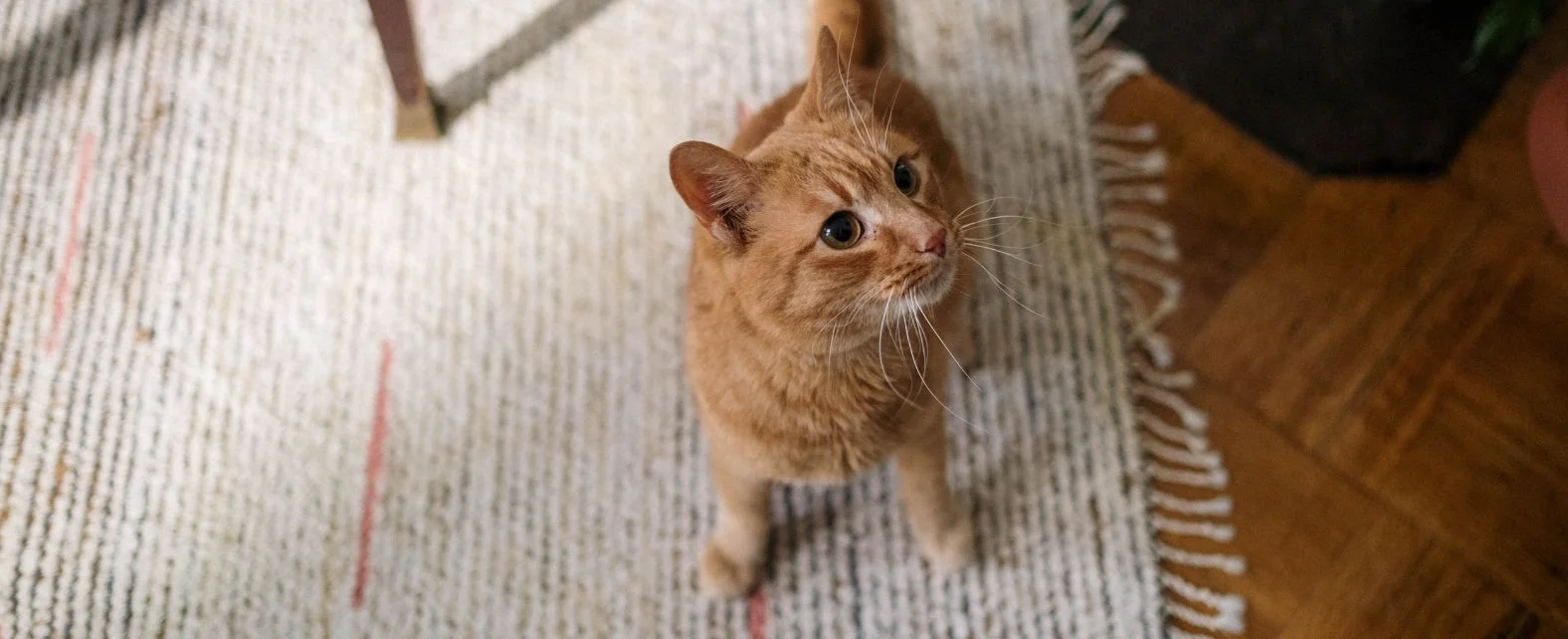 Chat en train de faire pipi sur un tapis blanc