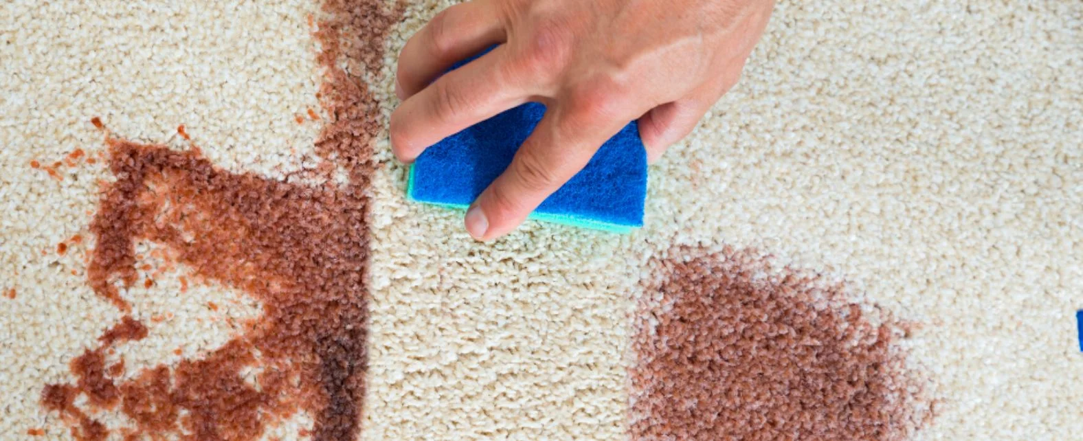 Nettoyage des taches d'un tapis avec une eponge et du shampooing